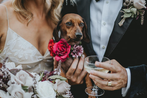 How to involve your dog in your wedding day
