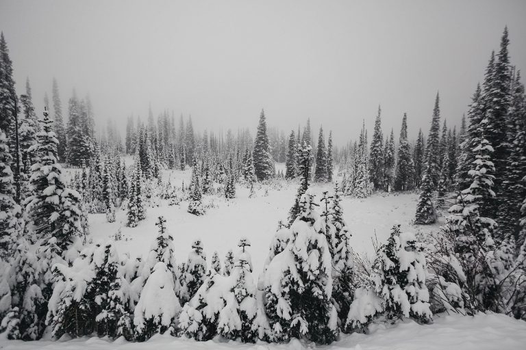 Snowiest Anniversary Session Mount Rainier National Park | DB&MH Blog